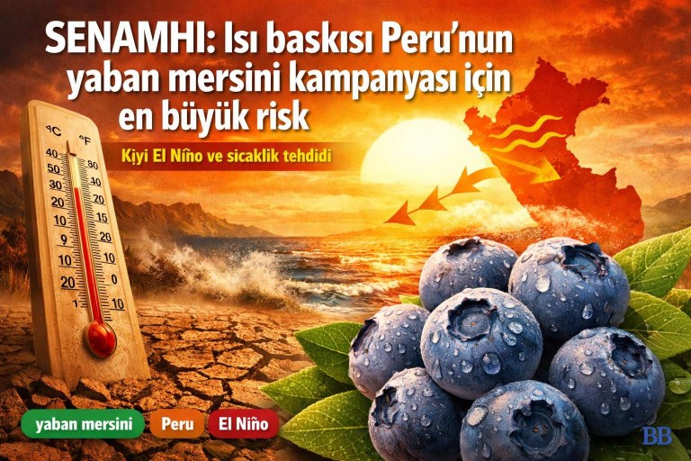 SENAMHI: Isı baskısı Peru'nun yaban mersini kampanyası için en büyük risk görseli