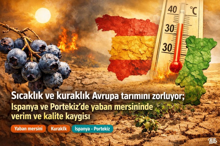 Sıcaklık ve kuraklık Avrupa tarımını zorluyor; İspanya ve Portekiz'de yaban mersininde verim ve kalite kaygısı görseli