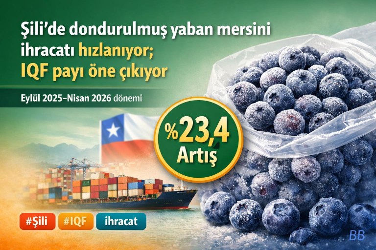 Şili'de dondurulmuş yaban mersini ihracatı hızlanıyor; IQF payı öne çıkıyor görseli