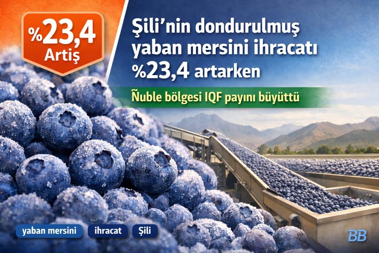 Şili’nin dondurulmuş yaban mersini ihracatı %23,4 artarken Ñuble bölgesi IQF payını büyüttü görseli