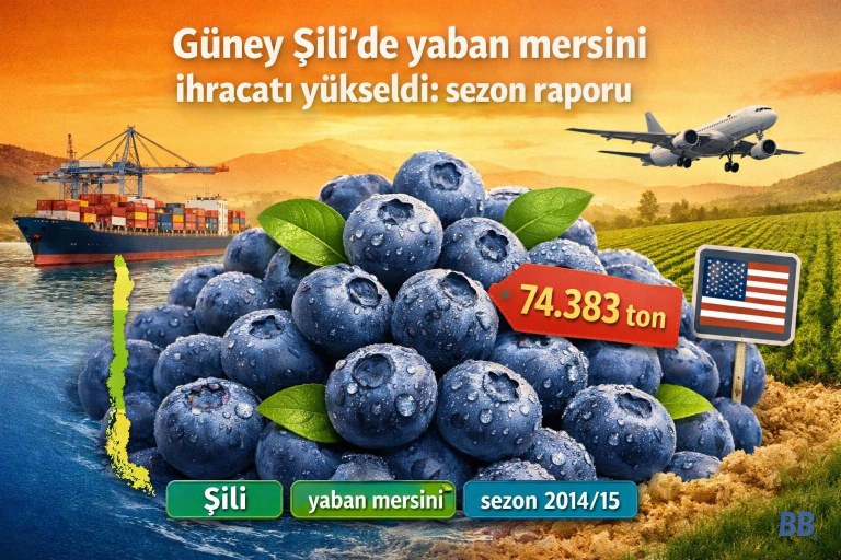 Şili’nin güney bölgelerinden artan yaban mersini ihracatı: sezon verileri ve bölgesel farklılıklar görseli