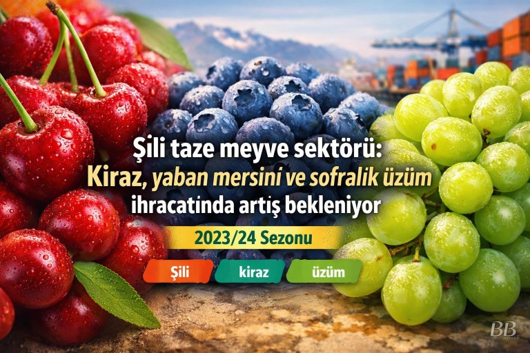 Şili taze meyve sektörü: Kiraz, yaban mersini ve sofralık üzüm ihracatında artış bekleniyor görseli