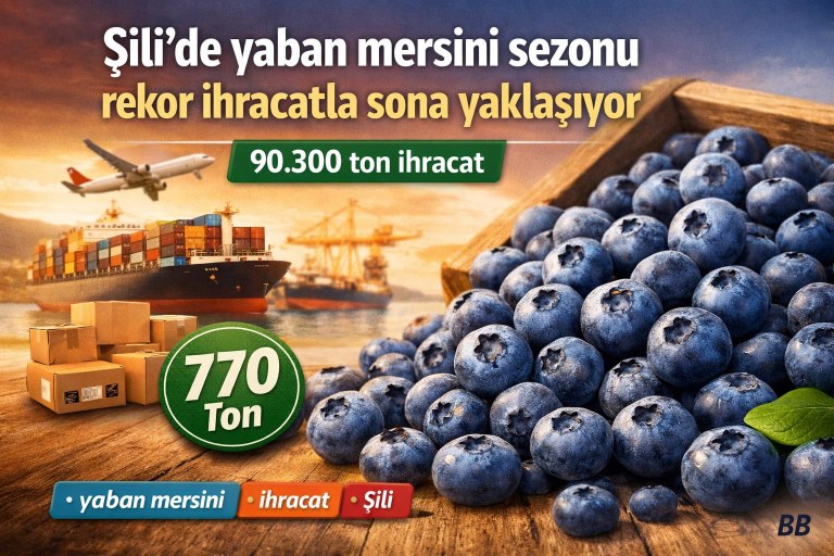 Şili'de yaban mersini sezonu rekor ihracatla sona yaklaşıyor görseli