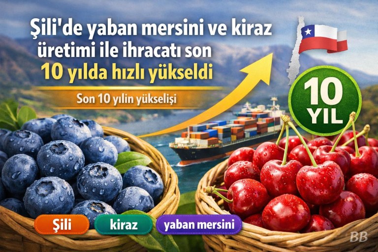 Şili'de yaban mersini ve kiraz üretimi ile ihracatı son 10 yılda hızlı yükseldi görseli