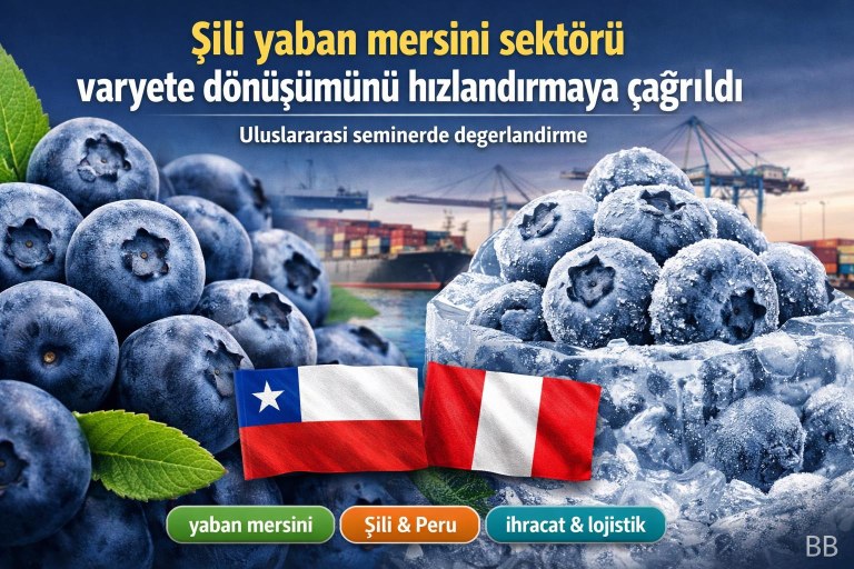 Şili yaban mersini sektörü varyete dönüşümünü hızlandırmaya çağrıldı görseli