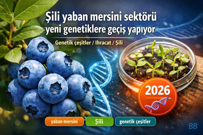 Şili yaban mersini sektörü yeni genetiklere geçiş yapıyor görseli