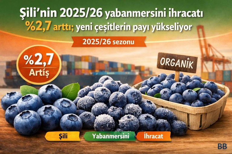 Şili’nin 2025/26 yabanmersini ihracatı %2,7 arttı; yeni çeşitlerin payı yükseliyor görseli