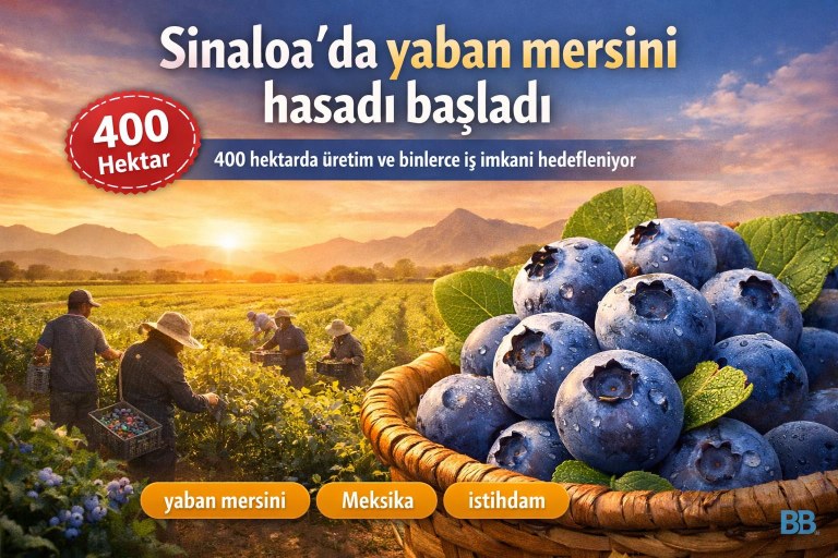 Sinaloa'da yaban mersini hasadı başladı; 400 hektarda üretim ve binlerce iş imkanı hedefleniyor görseli