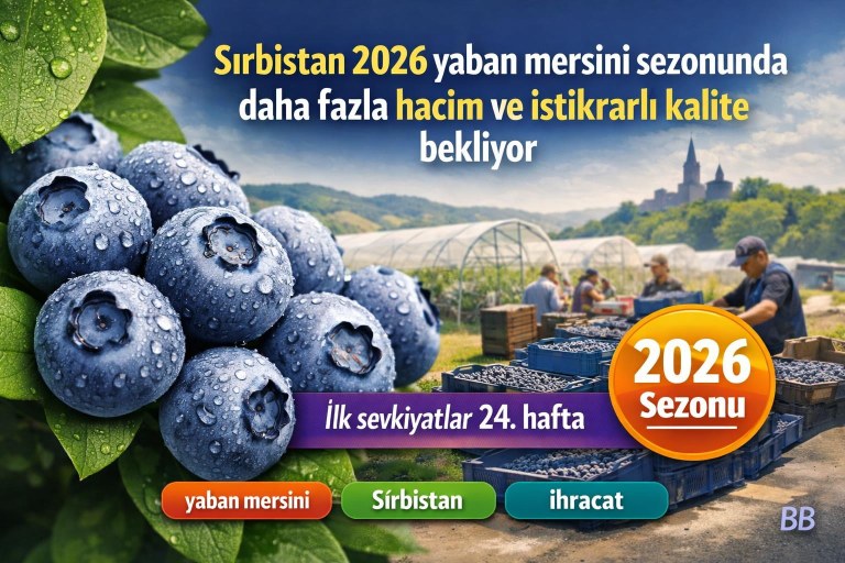 Sırbistan 2026 yaban mersini sezonunda daha fazla hacim ve istikrarlı kalite bekliyor görseli