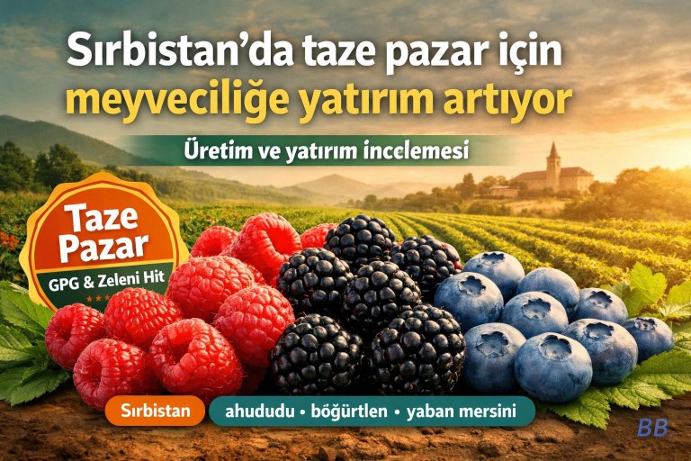 Sırbistan’da taze pazar için meyveçiliğe yatırım artıyor görseli