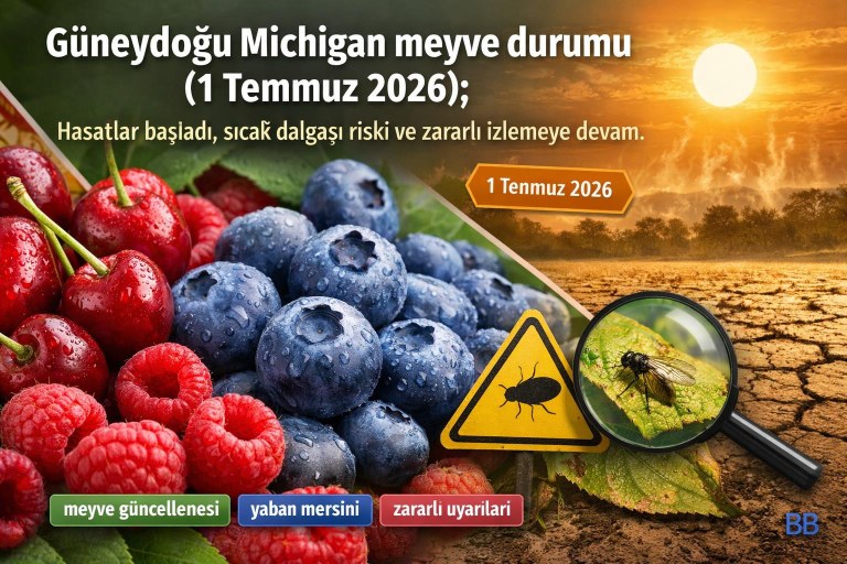 Güneydoğu Michigan meyve durumu (1 Temmuz 2026): Hasatlar başladı, sıcak dalgası riski ve zararlı izlemeye devam görseli