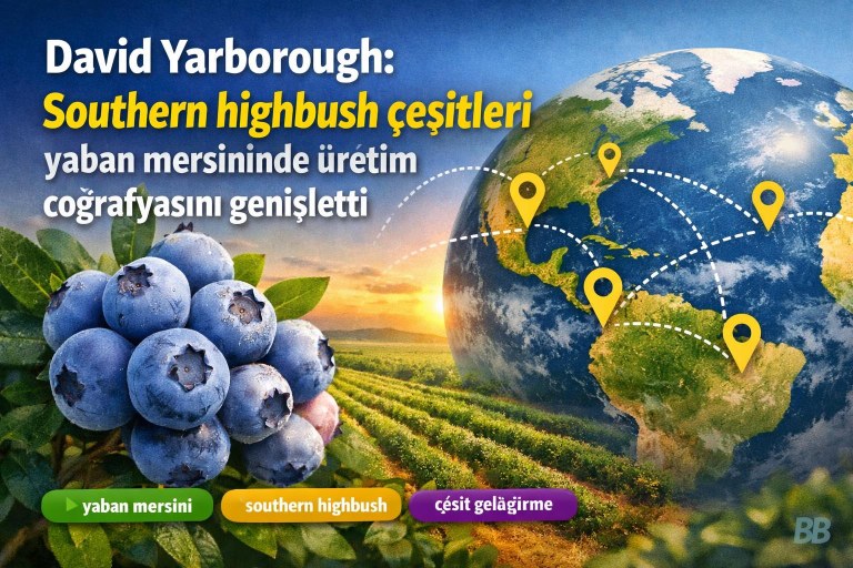 David Yarborough: Southern highbush çeşitleri yaban mersininde üretim coğrafyasını genişletti görseli