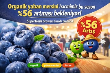 Organik yaban mersini hacmimiz bu sezon %56 artması bekleniyor; Superfresh Growers fuarda tanıtacak görseli