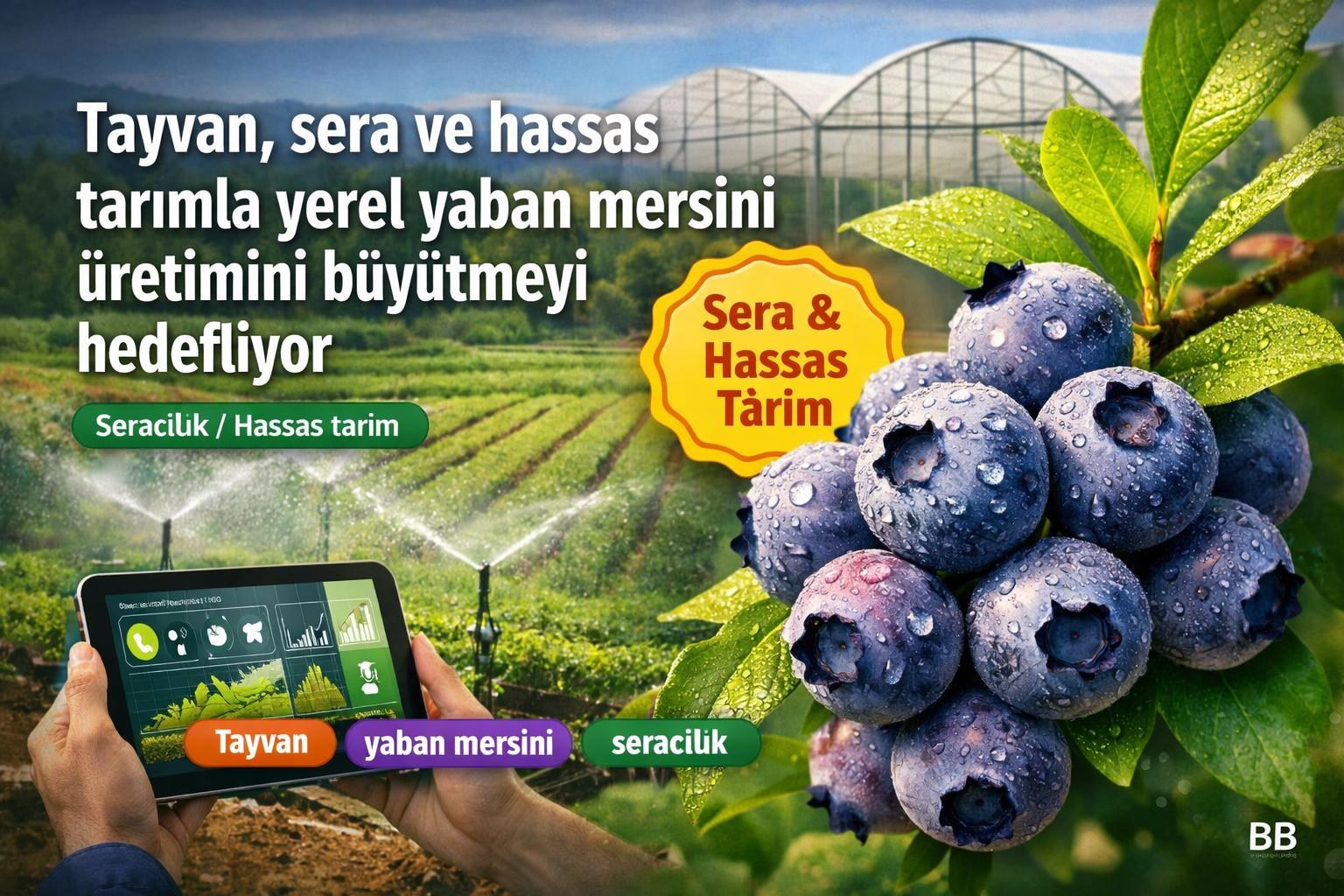 Tayvan, sera ve hassas tarımla yerel yaban mersini üretimini büyütmeyi hedefliyor görseli