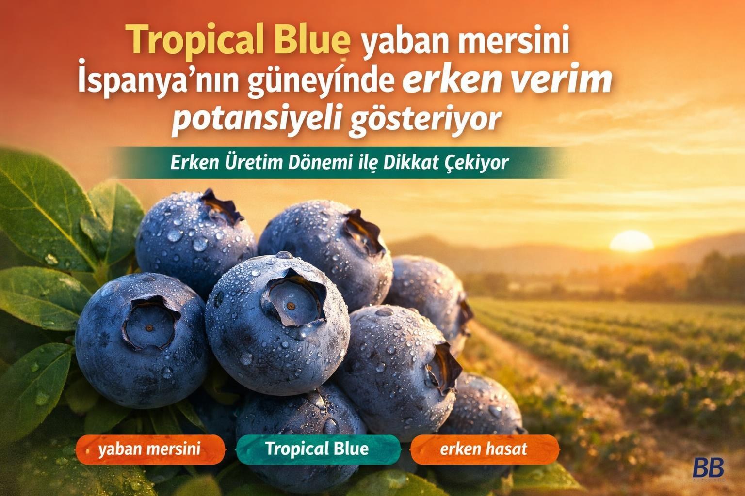 Tropical Blue yaban mersini İspanya'nın güneyinde erken verim potansiyeli gösteriyor görseli