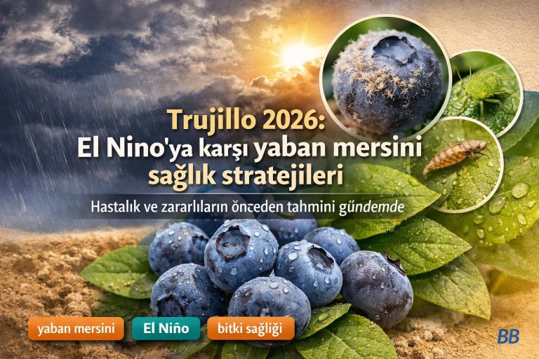 Trujillo 2026: El Niño'ya karşı yaban mersini sağlık stratejileri — hastalık ve zararlıların önceden tahmini gündemde görseli
