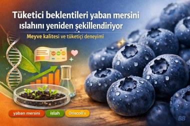 Tüketici beklentileri yaban mersini ıslahını yeniden şekillendiriyor görseli