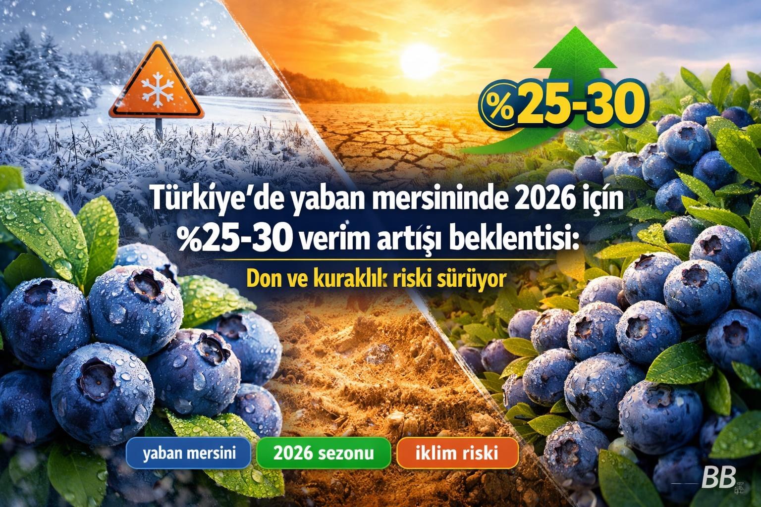 Türkiye’de yaban mersininde 2026 için %25-30 verim artışı beklentisi: Don ve kuraklık riski sürüyor görseli