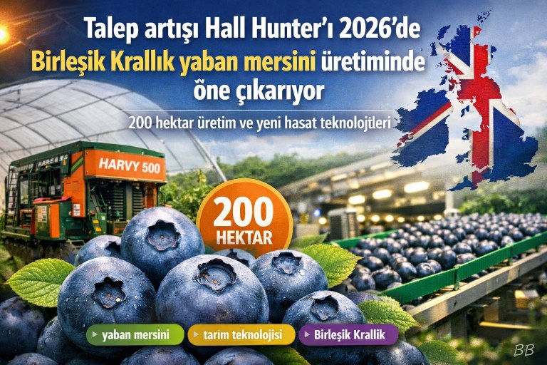 Talep artışı Hall Hunter’ı 2026'de Birleşik Krallık yaban mersini üretiminde öne çıkarıyor görseli