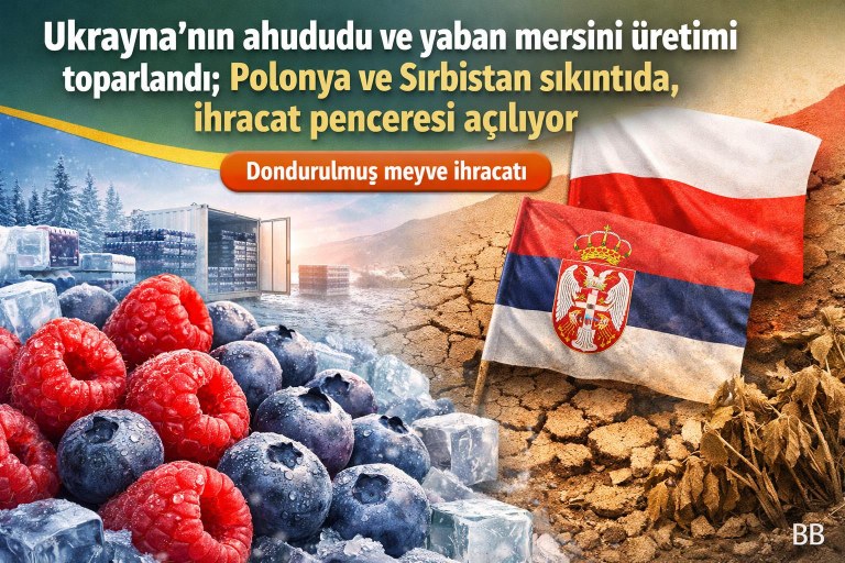 Ukrayna’nın ahududu ve yaban mersini üretimi toparlandı; Polonya ve Sırbistan sıkıntıda, ihracat penceresi açılıyor görseli