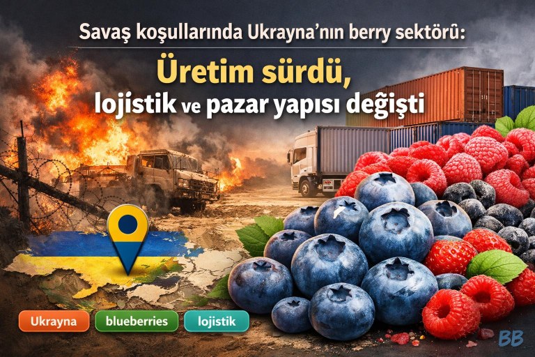 Savaş koşullarında Ukrayna'nın berry sektörü: Üretim sürdü, lojistik ve pazar yapısı değişti görseli