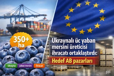 Ukraynalı üç yaban mersini üreticisi ihracatı ortaklaştırdı: Hedef AB pazarları görseli