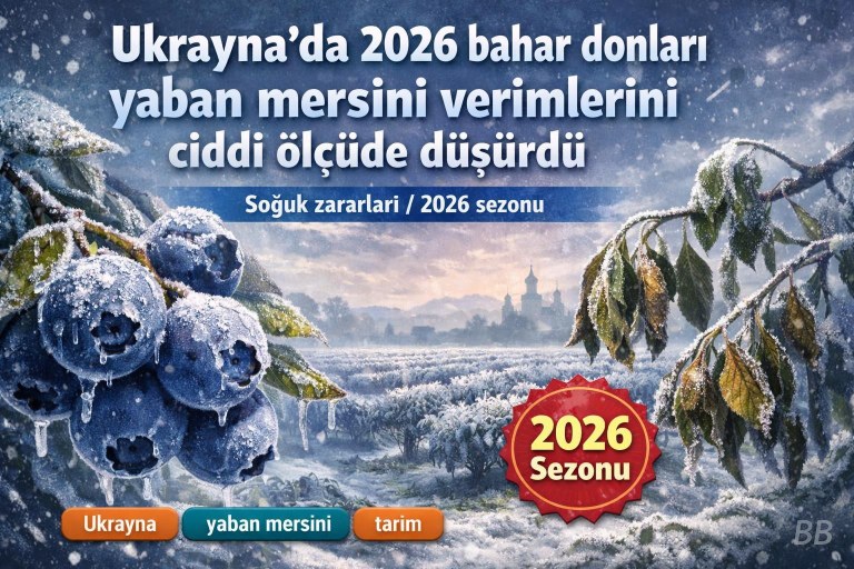 Ukrayna’da 2026 bahar donları yaban mersini verimlerini ciddi ölçüde düşürdü görseli