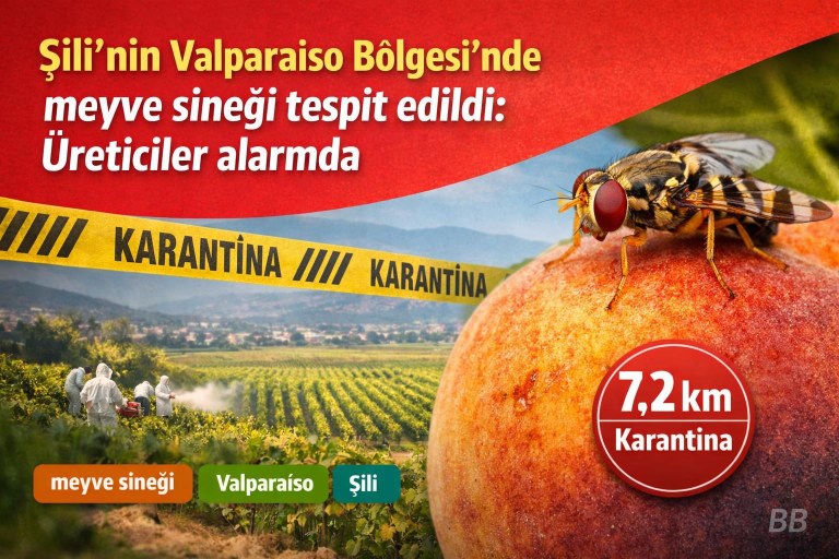Şili'nin Valparaíso Bölgesi'nde meyve sineği tespit edildi: Üreticiler alarmda görseli