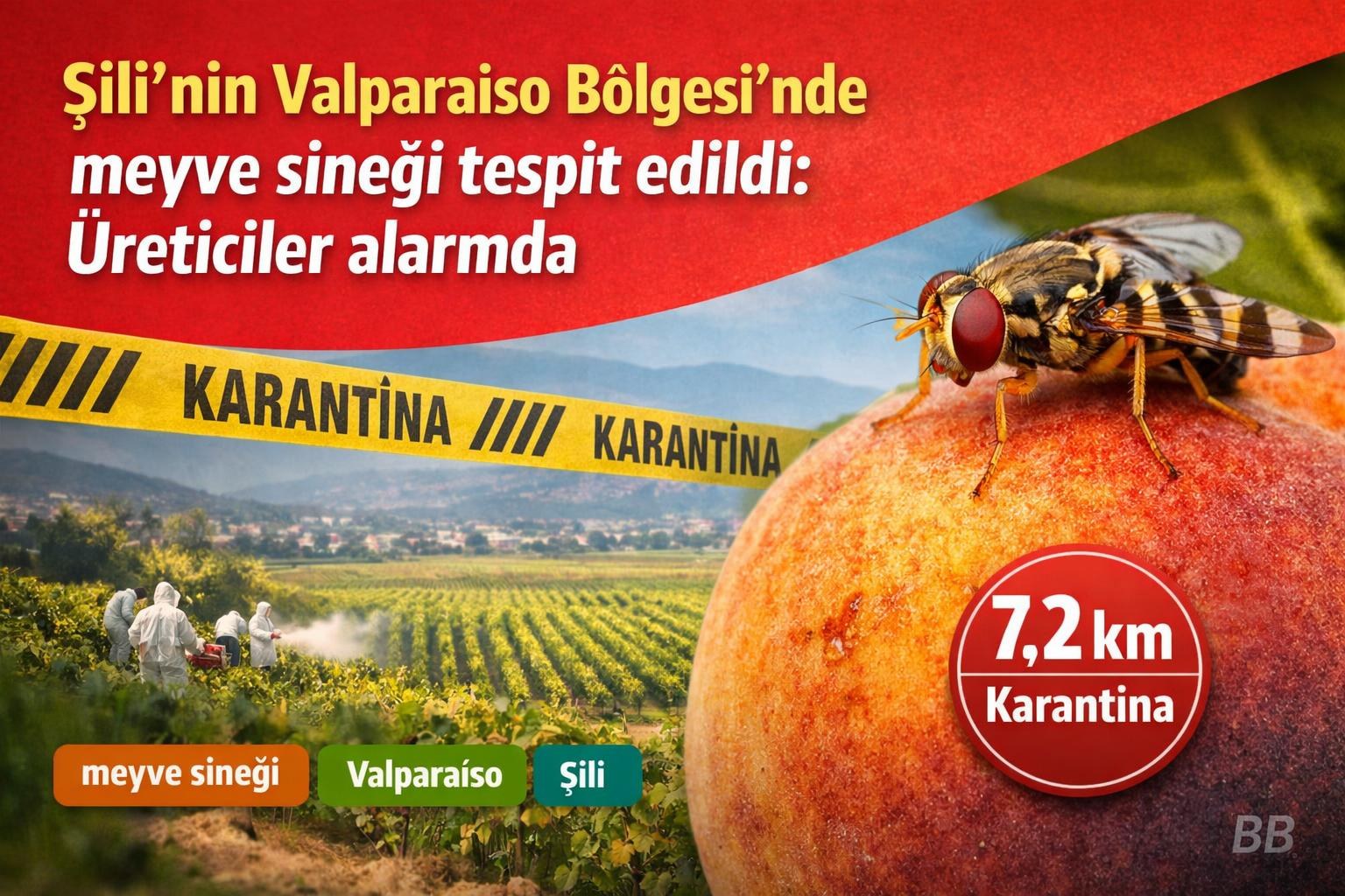Şili'nin Valparaíso Bölgesi'nde meyve sineği tespit edildi: Üreticiler alarmda görseli