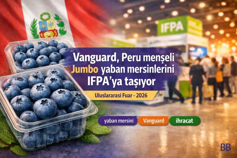 Vanguard, Peru menşeli Jumbo yaban mersinlerini IFPA'ya taşıyor görseli