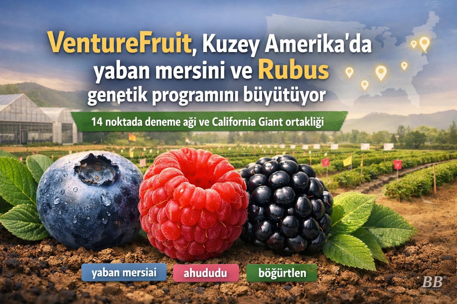 VentureFruit, Kuzey Amerika’da yaban mersini ve Rubus genetik programını büyütüyor gorseli