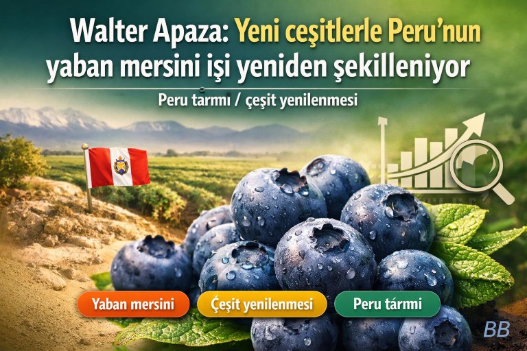 Walter Apaza: Yeni çeşitlerle Peru’nun yaban mersini işi yeniden şekilleniyor görseli