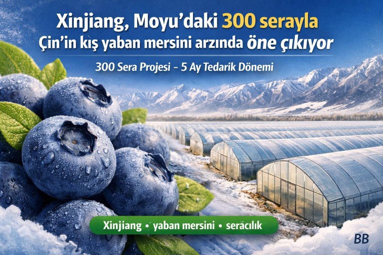 Xinjiang, Moyu’daki 300 serayla Çin’in kış yaban mersini arzında öne çıkıyor görseli