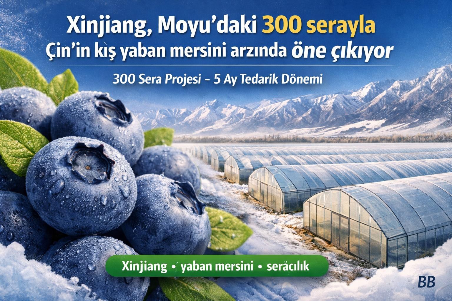 Xinjiang, Moyu’daki 300 serayla Çin’in kış yaban mersini arzında öne çıkıyor görseli
