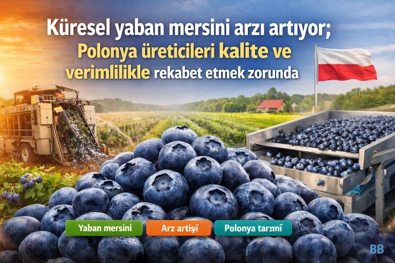 Küresel yaban mersini arzı artıyor; Polonya üreticileri kalite ve verimlilikle rekabet etmek zorunda görseli