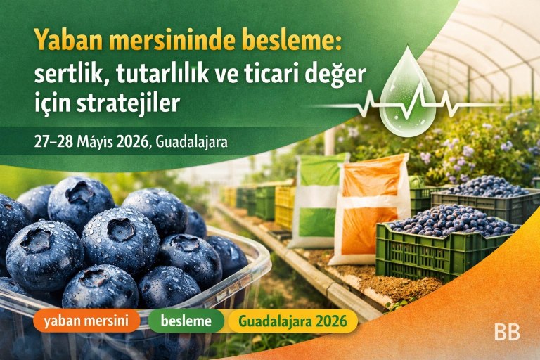 Yaban mersininde besleme: sertlik, tutarlılık ve ticari değer için stratejiler görseli