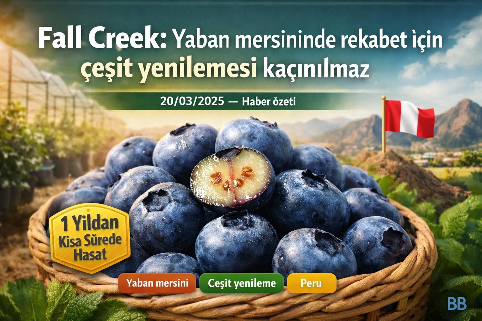Fall Creek: Yaban mersininde rekabet için çeşit yenilemesi kaçınılmaz görseli