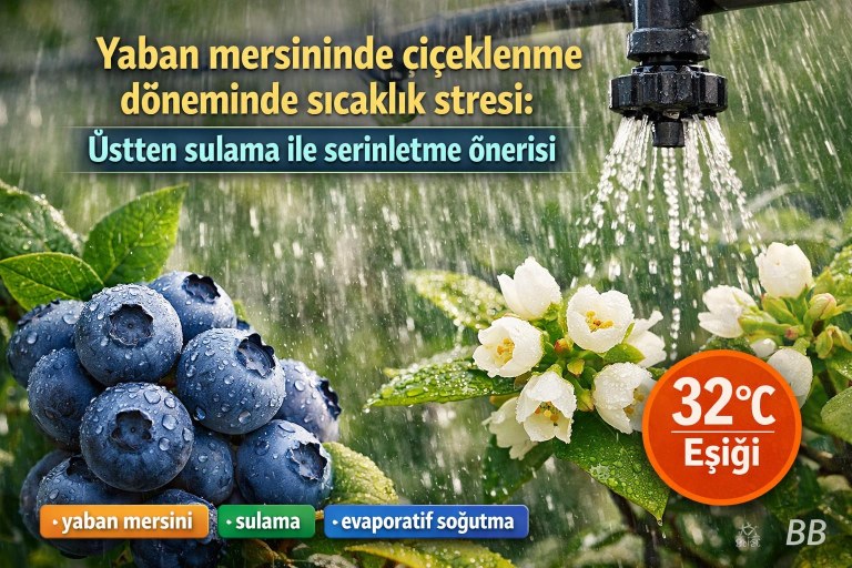 Yaban mersininde çiçeklenme döneminde sıcaklık stresi: Üstten sulama ile serinletme önerisi görseli