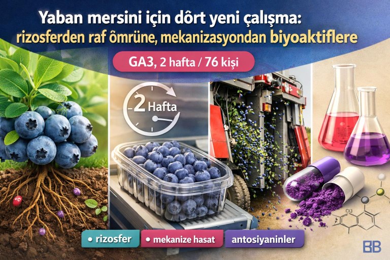 Yaban mersini için dört yeni çalışma: rizosferden raf ömrüne, mekanizasyondan biyoaktiflere görseli