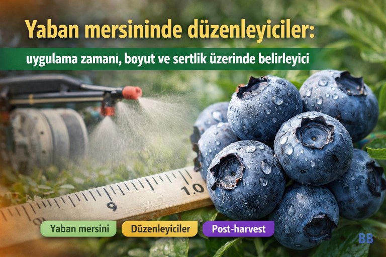 Yaban mersininde düzenleyiciler: uygulama zamanı, boyut ve sertlik üzerinde belirleyici görseli