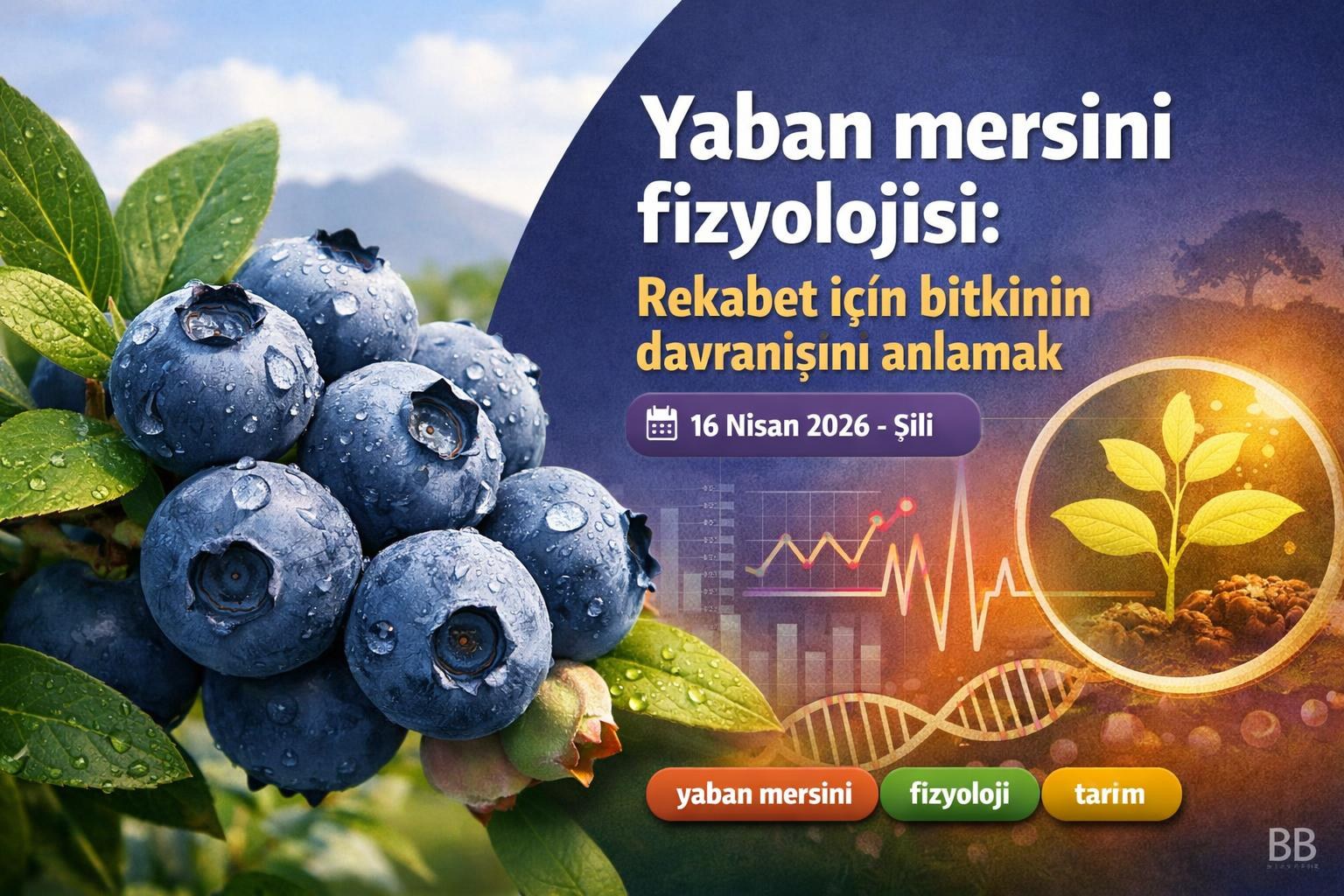 Yaban mersini fizyolojisi: Rekabet için bitkinin davranışını anlamak görseli