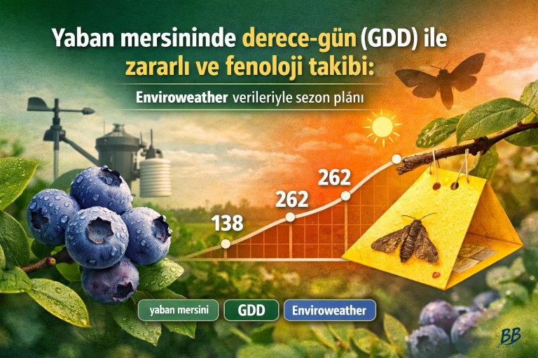 Yaban mersininde derece-gün (GDD) ile zararlı ve fenoloji takibi: Enviroweather verileriyle sezon planı görseli