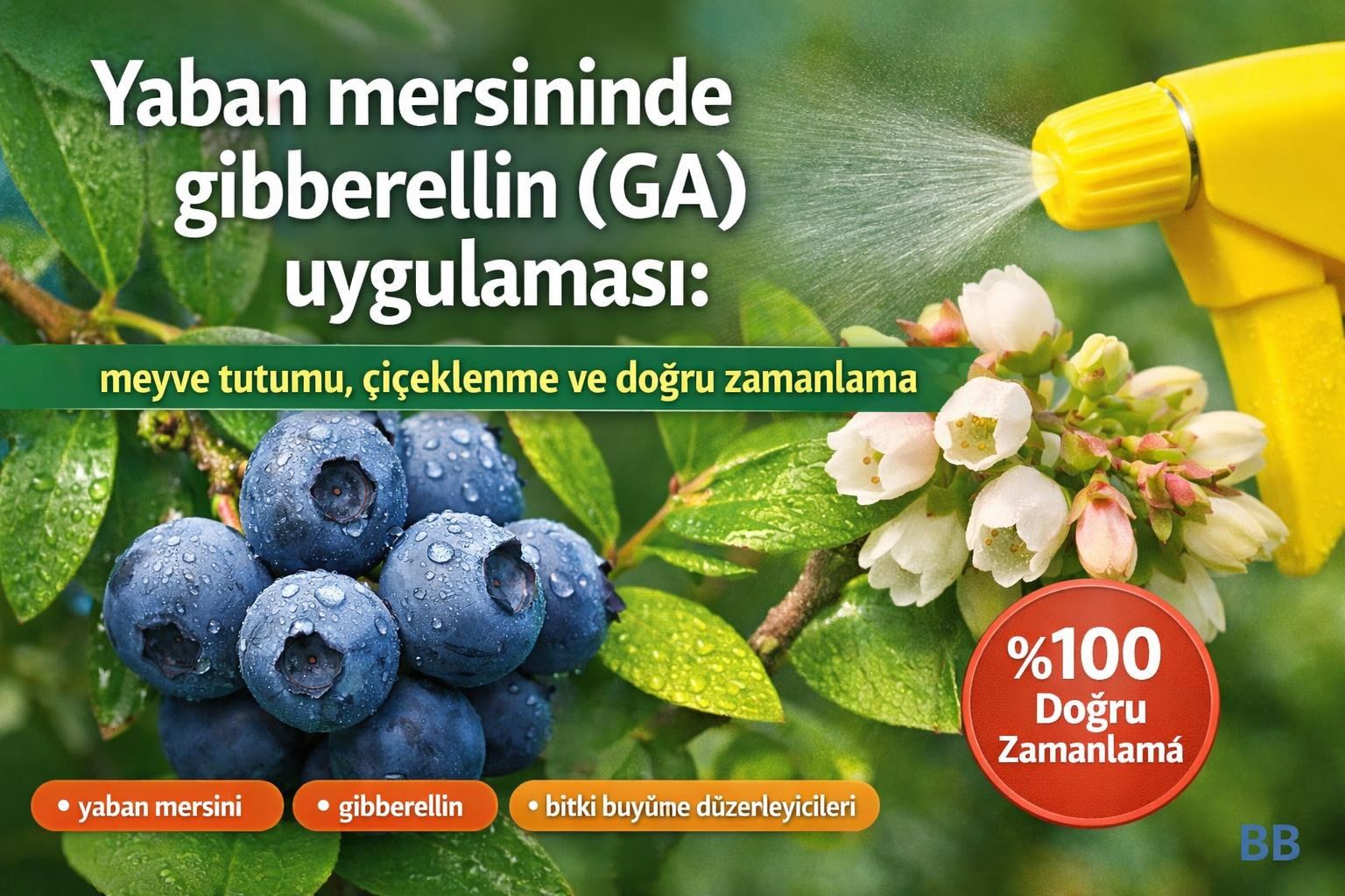 Yaban mersininde gibberellin (GA) uygulaması: meyve tutumu, çiçeklenme ve doğru zamanlama görseli