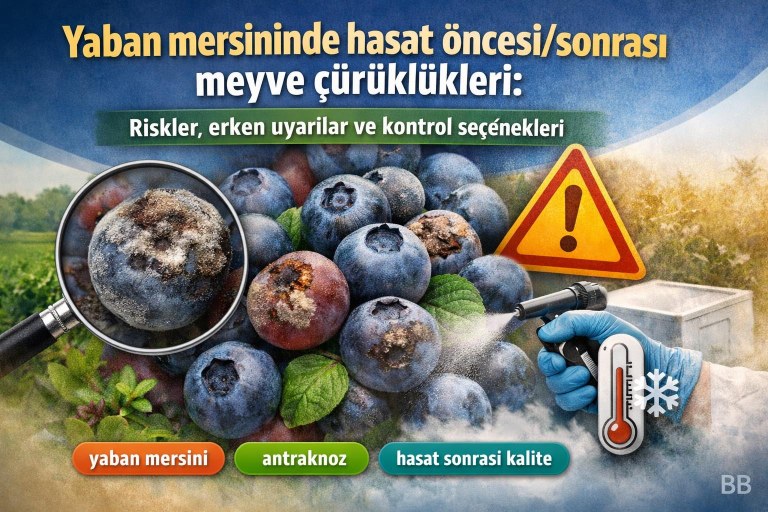 Yaban mersininde hasat öncesi/sonrası meyve çürüklükleri: Riskler, erken uyarılar ve kontrol seçenekleri görseli