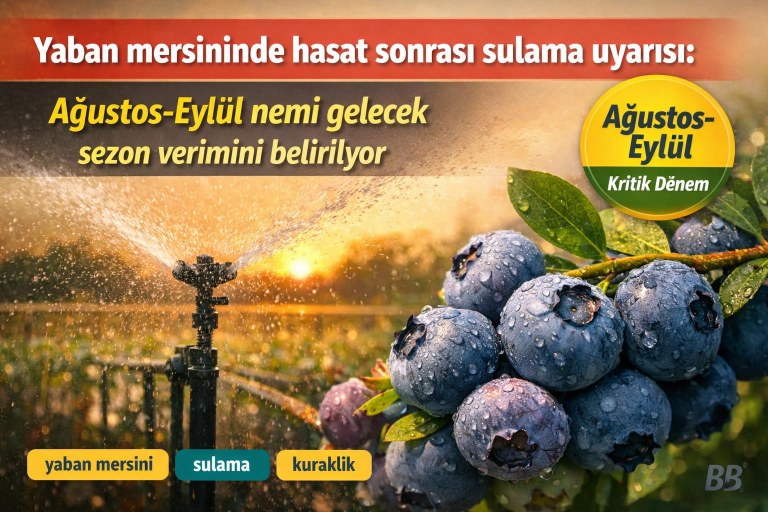 Yaban mersininde hasat sonrası sulama uyarısı: Ağustos-Eylül nemi gelecek sezon verimini belirliyor görseli