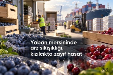 Yaban mersininde arz sıkışıklığı, kızılcıkta zayıf hasat görseli