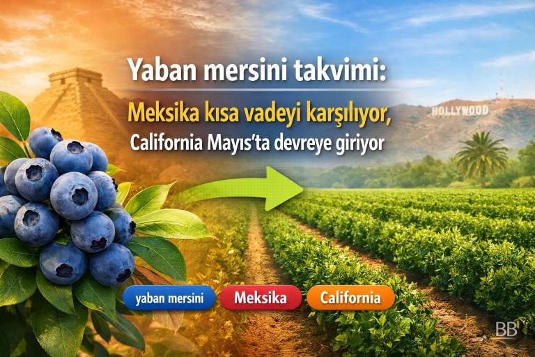 Yaban mersini takvimi: Meksika kısa vadeyi karşılıyor, California Mayıs'ta devreye giriyor görseli