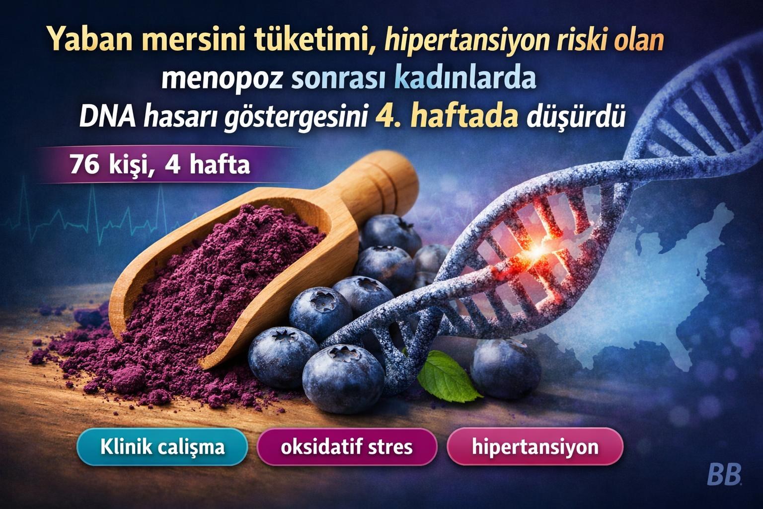 Yaban mersini tüketimi, hipertansiyon riski olan menopoz sonrası kadınlarda DNA hasarı göstergesini 4. haftada düşürdü gorseli