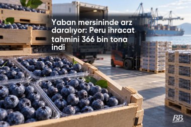 Yaban mersininde arz daralıyor: Peru ihracat tahmini 366 bin tona indi görseli