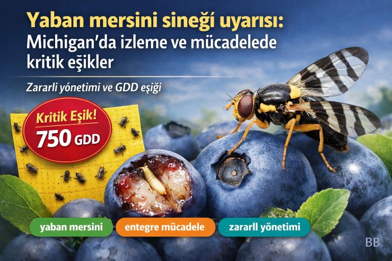 Yaban mersini sineği (Rhagoletis mendax) uyarısı: Michigan’da izleme ve mücadelede kritik eşikler görseli
